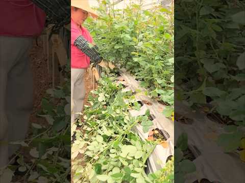 Boost Rose Yield with Bending #farmingtech