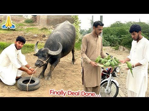 Alhamdulillah Soda Ho Gya🙏 Parrot🦜 Dy Kr Qurbani Ka Janwar Ly Aye🥰