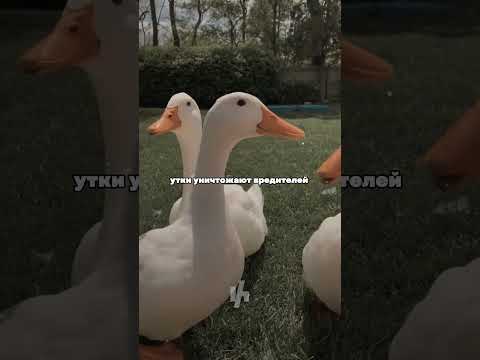 ❗️Секрет метода Айгамо❗️