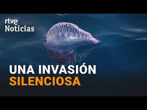 La peligrosa carabela portuguesa extiende su área de reproducción por el litoral Cantábrico | RTVE