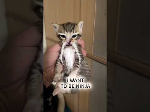 I Want to be Ninja #cats #funnycats #ninja