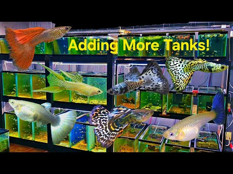 Fishroom Rebuild Part 12_ Another Wall Full Of New Hey fish family,  In this video, I will be going over the 3rd wall build out. I added 6 tanks in tot