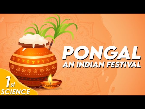 Pongal – An Indian Festival | Class 1 | Science | Chitti