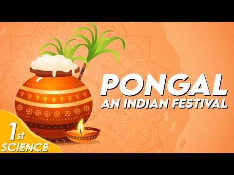 Pongal - An Indian Festival | Class 1 | Science | Chitti