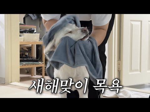 새해맞이 복순이 목욕시켜버리기 | [복순로그 Ep.19]