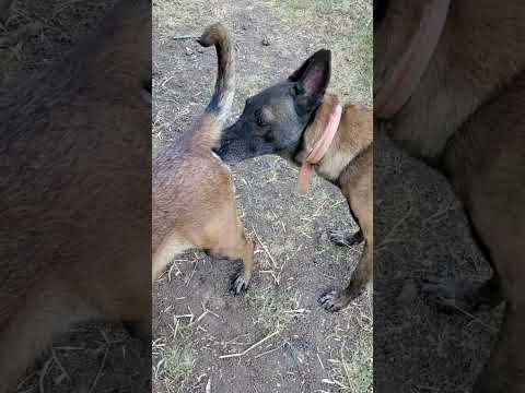 #germanshepherd #belgiummalinois #السعودية #belgianmalinoisdog #العراق #puppy