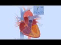 Heart Function and EKG Interpretation