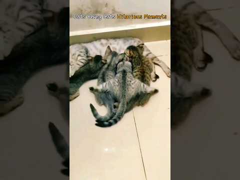 Cats Being Cats Hilarious Moments