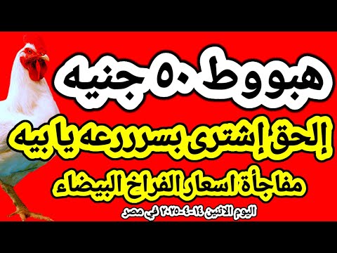 اسعار الفراخ البيضاء اليوم/ سعر الفراخ البيضاء اليوم الاثنين ١٤-٤-٢٠٢٥ في مصر جمله وقطاعي