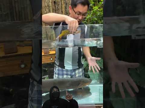 Ikan Lele Dimasukan Kedalam Aquarium Berisi Belut Listrik, Coba Kalian Perhatikan Apa Yang Terjadi