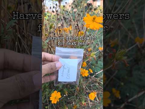 Harvest dried flower seeds for next year