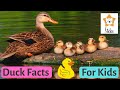 Duck Behavior and Characteristics