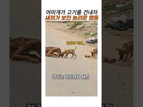 떠돌이 어미개와 새끼개의 가장따뜻한 <strong>배려</strong>#감동동물#유기견