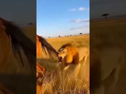 Lion And Horse 🐎 Fun #funny #funnyvideo #sadhu #lion #horse