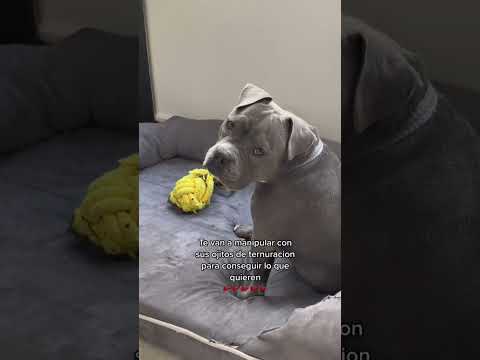Sobre aviso no hay engaño! #americanbully #perritos #perros #dogs
