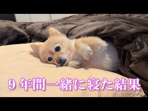 9年間一緒の布団で寝てきた愛犬は、冬になるとこうなります…