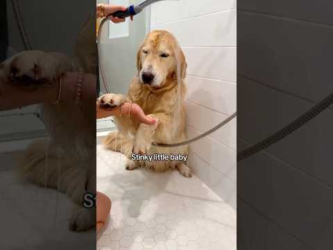 BOMBASTIC SIDE EYE👀🛁😂…#goldenretriever #dog #maui #ytshorts #short