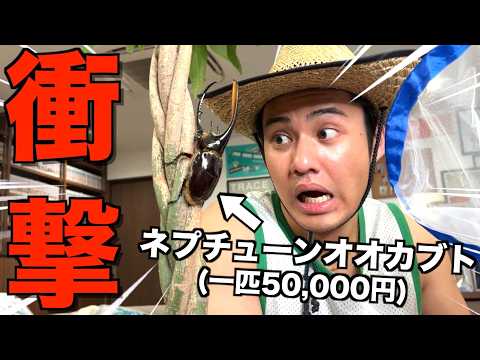 【最終回】事務所に超高級カブトムシいるドッキリ仕掛けたら興奮しすぎて神回になったwwwwwww