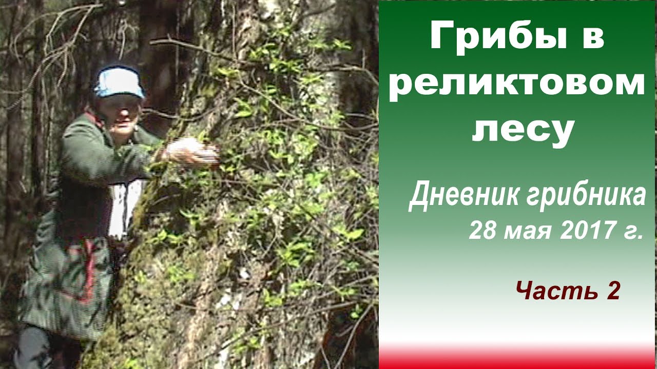 Среди реликтовых деревьев. . 28 мая 2017 года. Часть 2