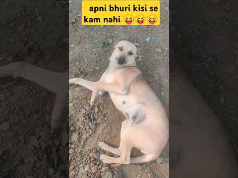 cute dog bhuri ka song 😍 | #shorts #dog #pets @AnantRastogi @labrarubi8589 #music #shortvideo