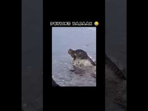 catching fish 😂#cat#dog#monkey#funny#shortfeed#shorts#subscribe#tamil#dubbing