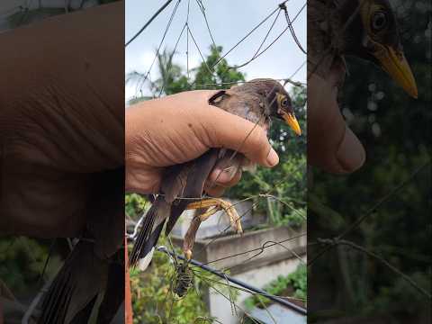 জালে একটা পাখি আটকে গেছে 🥲 #shorts #minivlog #birds