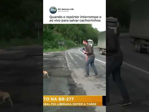 Repórter interrompe ao vivo e salva cachorrinhos