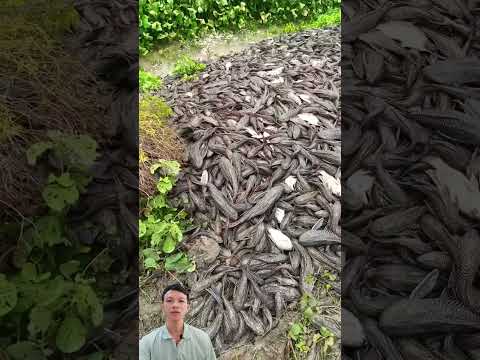 Bỏ cá lau kiếng - Remove the glass cleaner fish. #viral #satisfying #farming #trending
