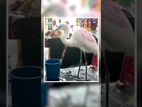 āĻŦāĻ āĻāϰ āĻŽāĻžāύā§āώā§āϰ āĻŦāύā§āϧā§āϤā§āĻŦ | Friendship #love