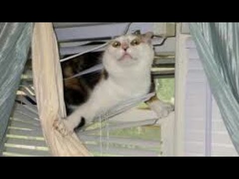 LAUGH at these HILARIOUS ANIMALS! Stunning CAT, DOG and other ANIMAL COMPILATION