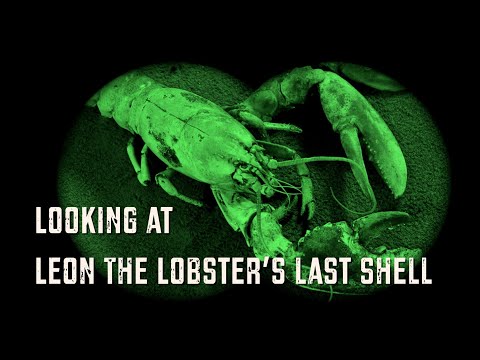 Looking At Leon The Lobster’s Last Shell Thank you Brooklyn Bedding for sponsoring!  Visit https_//brooklynbedding.com/bradybrandwood to get 