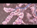 Respiratory System Functions and Processes