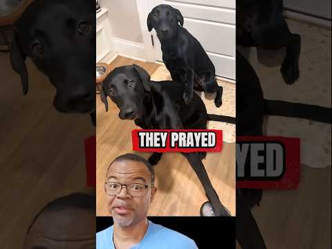 Dogs PRAY Before Eating? 😳🙏 You Gotta See This! #shorts #dog #pray #prayer #dogs