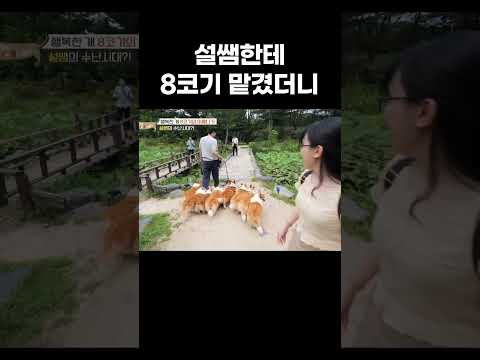 패기롭게 홀로 8코기 맡은 설쌤