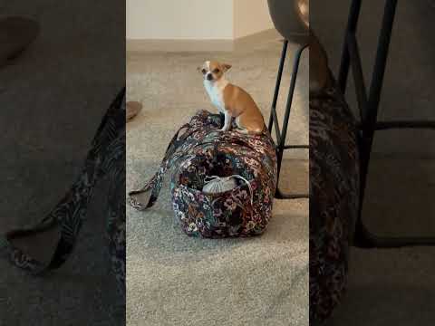 Chihuahua Sits on Suitcase and Refuses to Let Owner Leave for Europe