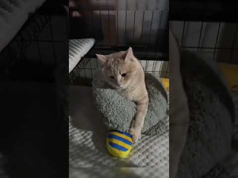 udah jatuh ditinggal pula😅 #cat #funnycats #shorts #kucing