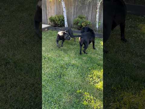 🫣🫣🫣. #dog #corso #canecorsolovers #canecorso #puppy #mastiff #bigdog #love