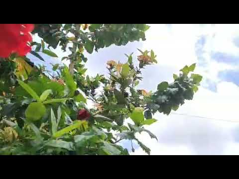 Pelanggaran norma kesusilaan