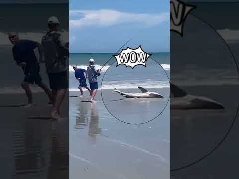 Wow Jack aka Hammer ebike watching a shark being caught on Cocoa Beach，summer leisure time.🤩🥳