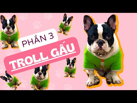 TỔNG HỢP NHỮNG PHA TROLL GẤU (PHẦN 3) | Thành & Gấu