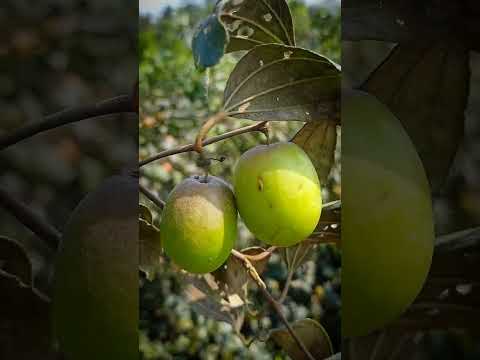 Mini Vlog 🌼 টমেটো আর বেগুন গাছ গুলোকে আজ বাধ্য হয়েই কেটে ফেলতে হল#bengalivlog#shorts