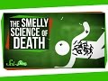Understanding Human Body Decomposition