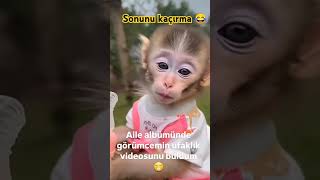 biraz gülelim 5===ABONE OLMAYI UNUTMAYIN #funny #comedy #animals #cow #LOVE #yavruhayvanlar