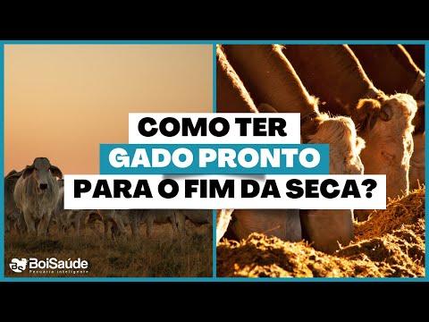 COMO TER GADO PRONTO NO FIM DA SECA?