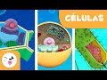 Cell Structure and Function Concepts