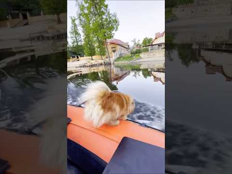 dog jumping into water#dog #dogs #fypシ #pov #pet #funny #foryou #fun