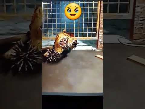 Ho salvato Miss Delizia dalla morte 😁