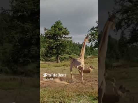 Giraffe stomps on Lion #shorts