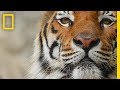 Tiger Subspecies and Characteristics