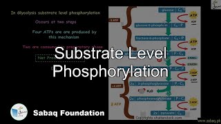 Substrate level Phosphorylation